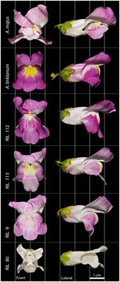 Humans Share More Preferences for Floral Phenotypes With Pollinators Than With Pests